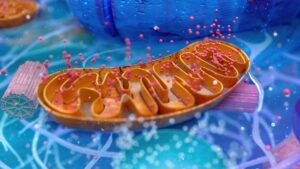 An image depicting mitochondria.